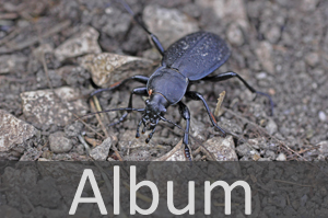 Laufkäfer (Carabidae)